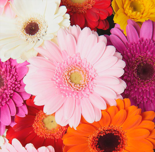 Florist Pahrump Nv 🌻 Jul 2024